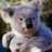 Koala Karl